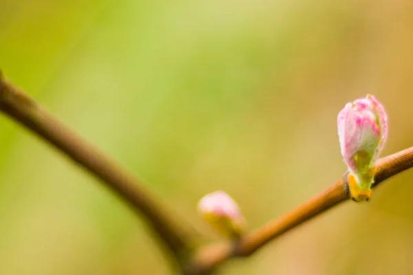 Rose Pupeny Větvi Kapky Deště Příroda Pozadí Růžová Barva Růže — Stock fotografie