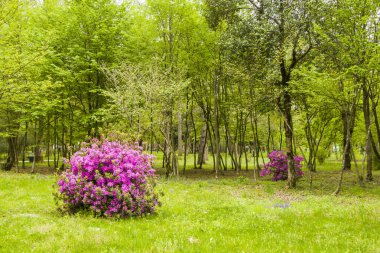 Bahçe ve park, Georgia 'daki Zugdidi Botanik Bahçesi. Bahar Bahçesi.