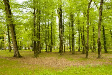 Bahçe ve park, Georgia 'daki Zugdidi Botanik Bahçesi. Bahar Bahçesi.
