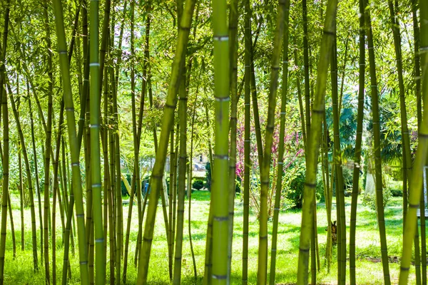 Papel Parede Fundo Natureza Árvores Bambu Parque — Fotografia de Stock