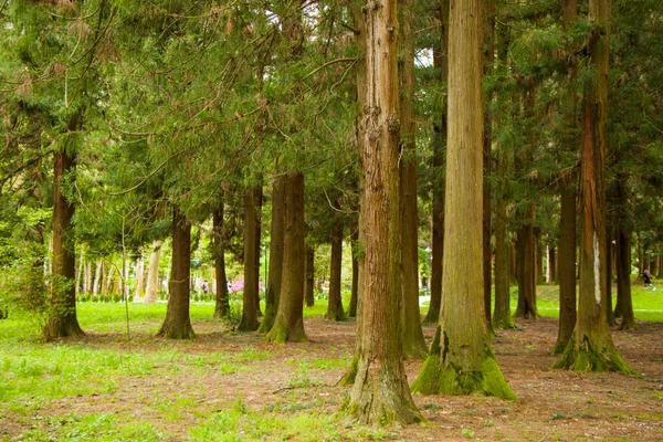 Floresta Árvores Grandes Velhas Parque Jardim Botânico Zugdidi Geórgia — Fotografia de Stock