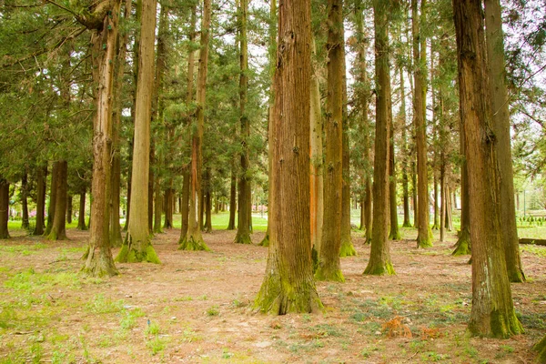 Floresta Árvores Grandes Velhas Parque Jardim Botânico Zugdidi Geórgia — Fotografia de Stock