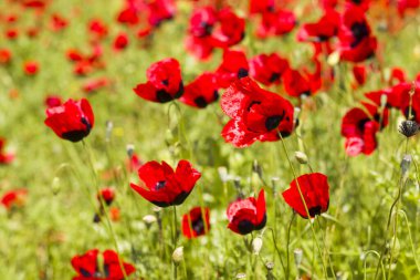 Haşhaş ve sarı çiçekler, gün ışığı ve açık hava, Gürcü doğası.