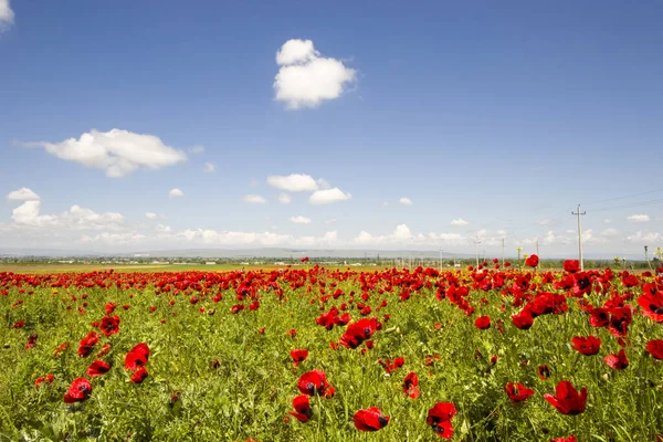 Campo Amapola Flores Amarillas Luz Del Día Aire Libre Naturaleza — Foto de Stock