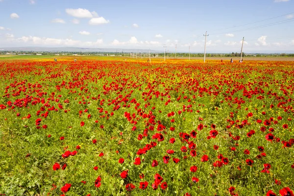 Campo Amapola Flores Amarillas Luz Del Día Aire Libre Naturaleza — Foto de Stock