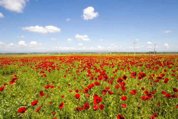 Campo Amapola Flores Amarillas Luz Del Día Aire Libre Naturaleza — Foto de Stock