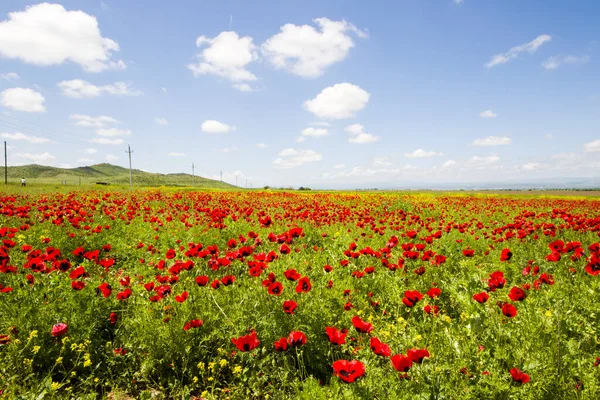 Campo Amapola Flores Amarillas Luz Del Día Aire Libre Naturaleza — Foto de Stock