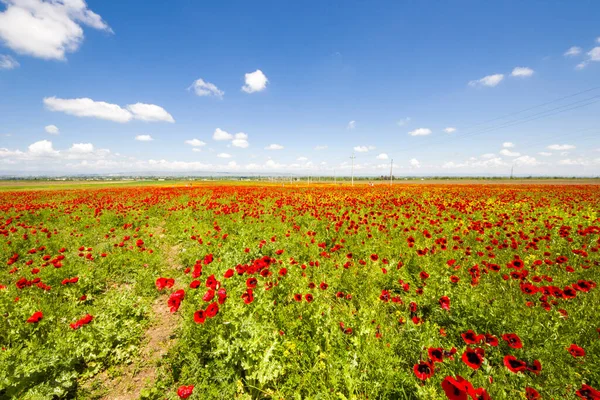 Campo Amapola Flores Amarillas Luz Del Día Aire Libre Naturaleza — Foto de Stock