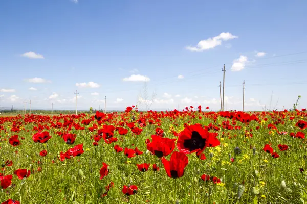 Campo Amapola Flores Amarillas Luz Del Día Aire Libre Naturaleza — Foto de Stock