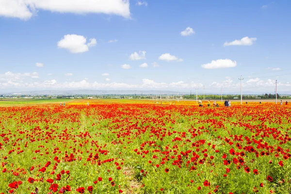 Campo Amapola Flores Amarillas Luz Del Día Aire Libre Naturaleza — Foto de Stock