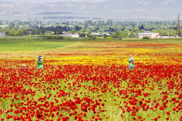 Marneuli Georgia Mayo 2021 Campo Amapola Flores Amarillas Hermosas Mujeres — Foto de Stock