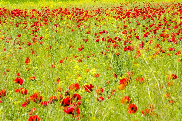 Haşhaş Sarı Çiçekler Gün Işığı Açık Hava Gürcü Doğası — Stok fotoğraf
