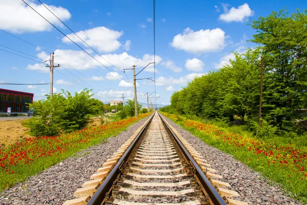 Gürcistan Demiryolu Manzarası Tren Yolu Istasyon Gelincik Sarı Çiçek Tarlalarıyla — Stok fotoğraf