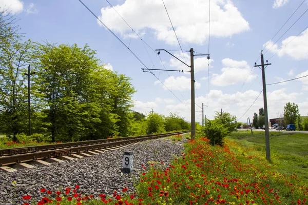 Gürcistan Demiryolu Manzarası Tren Yolu Istasyon Gelincik Sarı Çiçek Tarlalarıyla — Stok fotoğraf