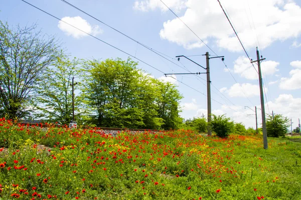 Rails view in Georgia, train road and station, lines and horizon with poppy and yellow flower field