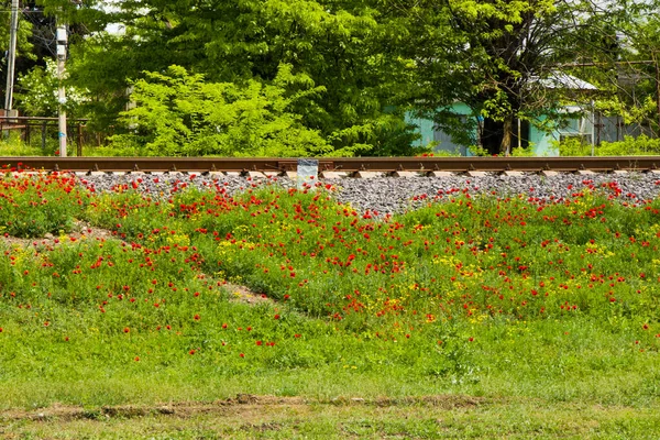 Rails view in Georgia, train road and station, lines and horizon with poppy and yellow flower field