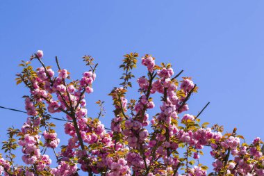 Sakura ağacı çiçek, kiraz ağacı mavi gökyüzünde pembe çiçekler.