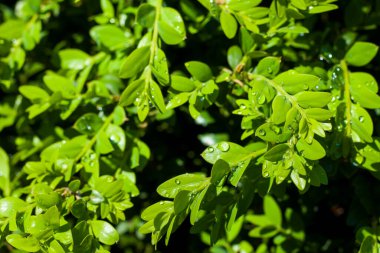 Gürcistan Buxusu yakın çekim ve makro, Buxus su damlaları, güneş ışığı