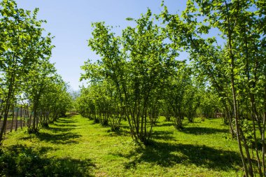 Fındık ağaçları plantasyon manzarası ve manzara, geniş bir ağaç grubu.