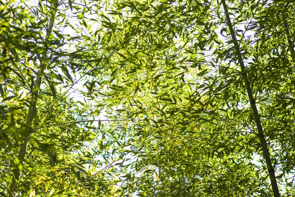 Floresta Bambu Árvores Primavera Fundo Cor Verde Luz Dia Livre — Fotografia de Stock