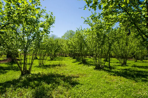 Fındık ağaçları plantasyon manzarası ve manzara, geniş bir ağaç grubu.
