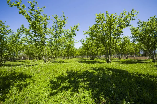 Hazelnut Trees Plantation Landscape View Large Group Trees — Stock Photo, Image