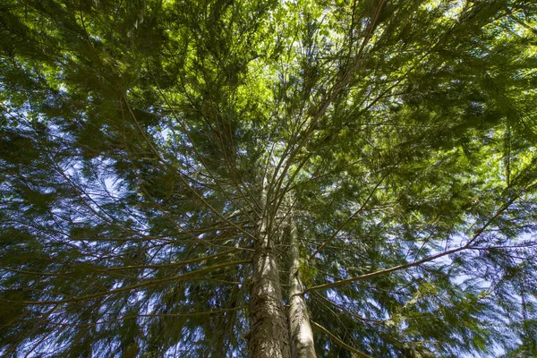 Visão Baixo Ângulo Árvore Durante Luz Solar Ângulo Largo — Fotografia de Stock