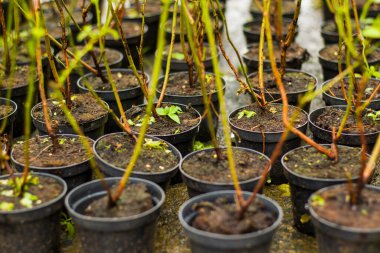 Yabanmersini tarlası, Georgia, Samegrelo 'daki çiftlikteki konteynırda yabanmersini çalıları.