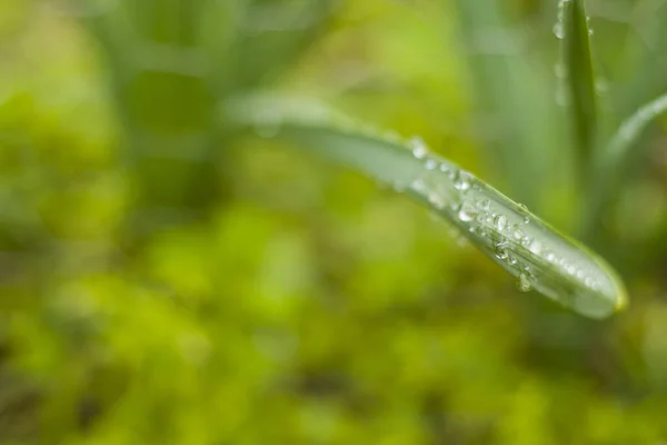 Rain Drops Plant Macro Close Drops Rainy Weather — Stock Photo, Image