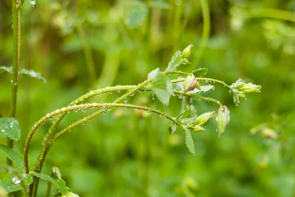 Regentropfen Auf Die Pflanze Makro Und Nahaufnahme Der Tropfen Regenwetter — Stockfoto