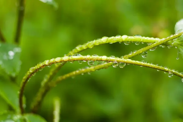 Σταγόνες Βροχής Στο Φυτό Μακροεντολή Και Κοντινό Πλάνο Των Σταγόνων — Φωτογραφία Αρχείου