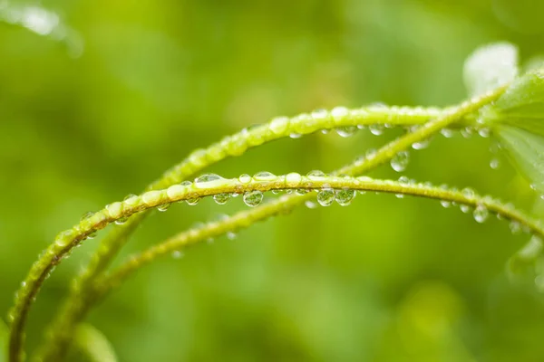 雨滴落在植物上 宏观和闭合的雨滴 — 图库照片