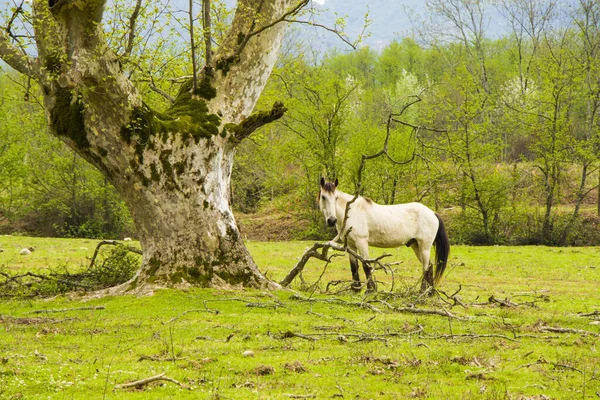 Biały Koń Polu Pochmurna Pogoda — Zdjęcie stockowe