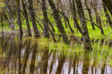 Sudaki orman, sudaki ağaçlar, su yansıması