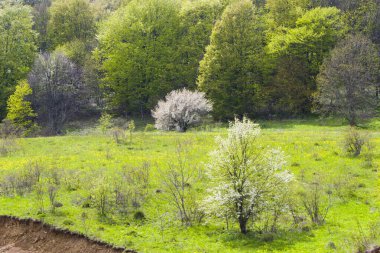Georgia dağlarında ilkbahar ormanı manzarası