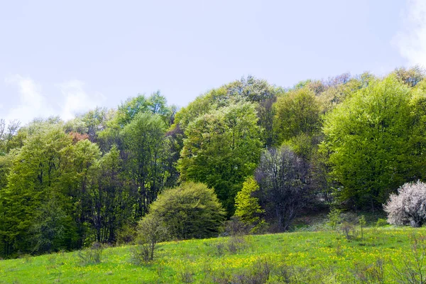 ジョージア山の春の森の風景 — ストック写真