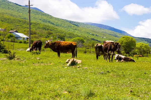 Krowy Polu Hodowla Rolnictwo Wsi Gruzja Światło Dzienne Plenerowe — Zdjęcie stockowe