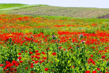 Haşhaş ve sarı çiçekler, gün ışığı ve açık hava, Gürcü doğası.