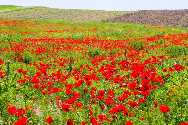 Campo Amapola Flores Amarillas Luz Del Día Aire Libre Naturaleza — Foto de Stock