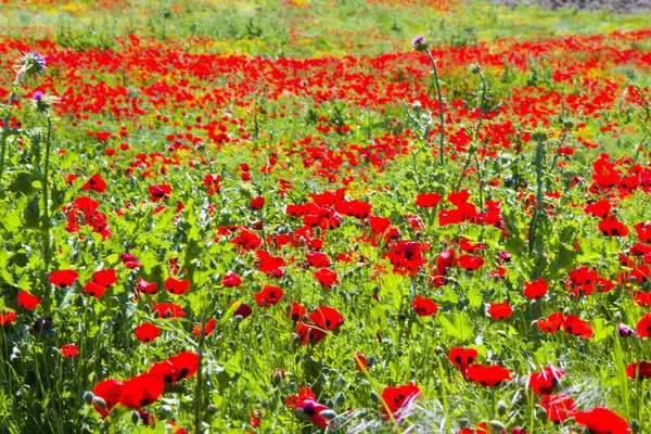 Campo Amapola Flores Amarillas Luz Del Día Aire Libre Naturaleza — Foto de Stock