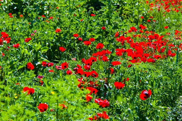 Campo Amapola Flores Amarillas Luz Del Día Aire Libre Naturaleza — Foto de Stock