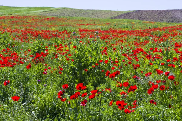 Campo Amapola Flores Amarillas Luz Del Día Aire Libre Naturaleza — Foto de Stock