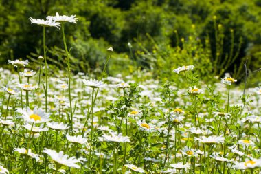 Papatya tarlası, geniş bir papatya sürüsü, gün ışığı ve açık hava.