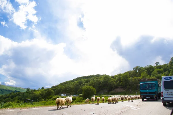 高速道路や道路で家畜 群れを移動 — ストック写真