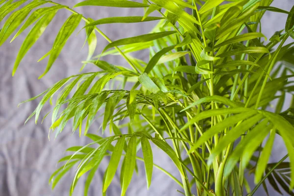 Palmeira Interior Chrysalidocarpus Lutescens Areca Plantas Plantas Casa Fundo Cinza — Fotografia de Stock