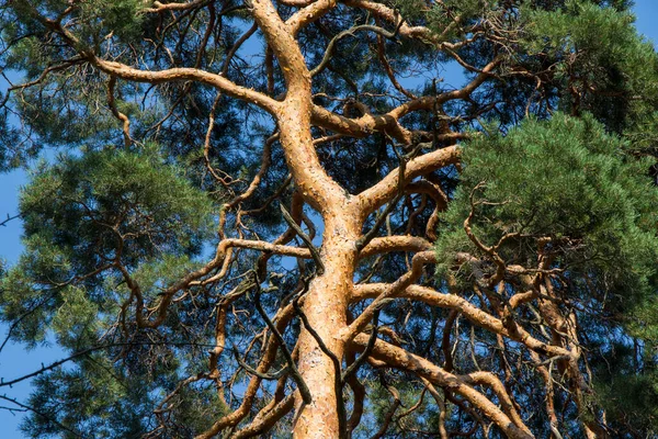 Pine Tree Bark Body Background Close Beautiful Tree Background — Stock Photo, Image