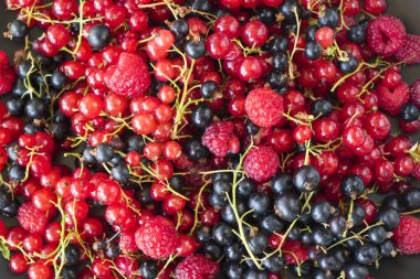 Beyaz arka planda kırmızı ve siyah frenk üzümü ve böğürtlen. Geniş renkli böğürtlen grubu..