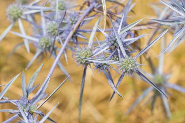 Blue wild plant and flower close-up and macro, nature background