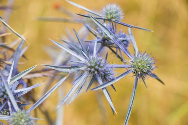 Blue wild plant and flower close-up and macro, nature background