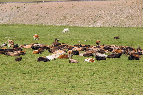 Krowy Polu Gruzji Duża Grupa Krów — Zdjęcie stockowe